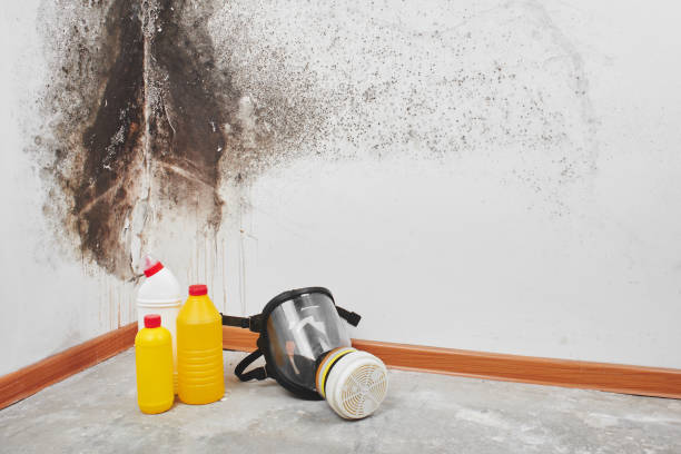 Best Commercial Mold Removal  in Amherst, TX