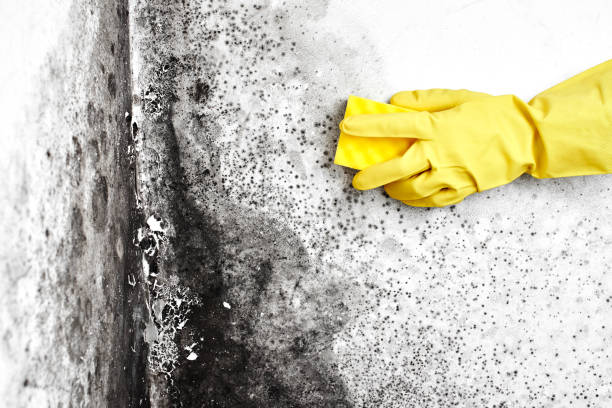 Best Mold Removal Company Near Me  in Amherst, TX
