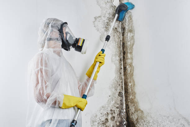Mold Removal and Inspection in Amherst, TX