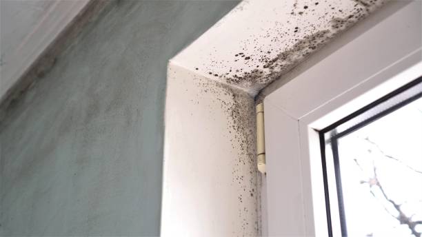 Best Black Mold Removal  in Amherst, TX