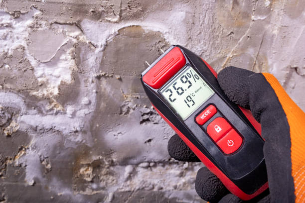 Best Professional Mold Removal  in Amherst, TX