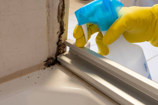 Amherst, TX Mold Removal Company