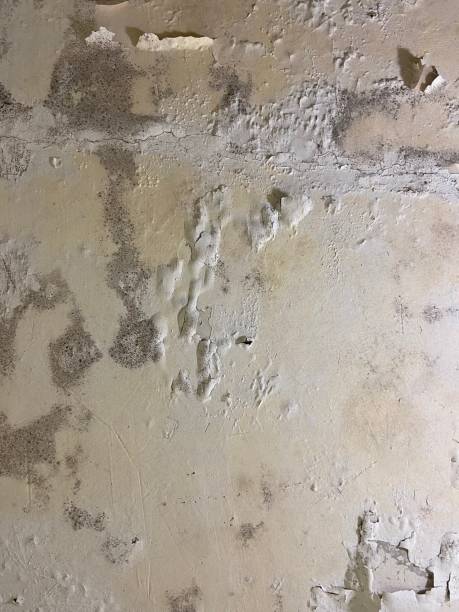 Best Mold Testing  in Amherst, TX
