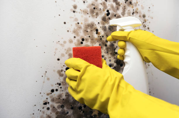 Best Crawl Space Mold Removal  in Amherst, TX
