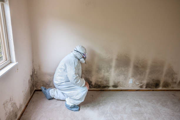 Best Mold Remediation Services  in Amherst, TX