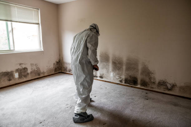 Best Best Mold Removal Companies  in Amherst, TX