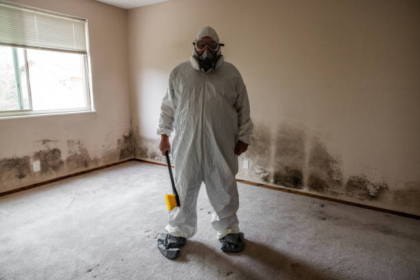 Best Mold Removal Company Near Me  in Amherst, TX