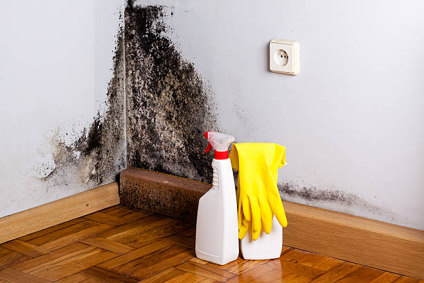 Best Mold Damage Repair  in Amherst, TX
