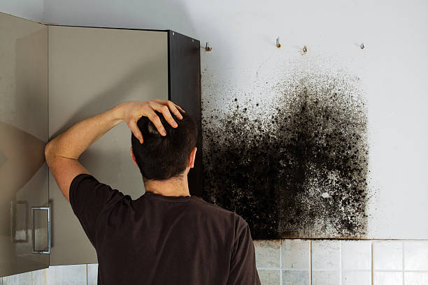 Best Local Mold Removal Service  in Amherst, TX