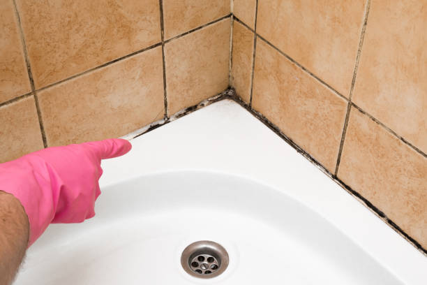 Best Certified Mold Removal  in Amherst, TX