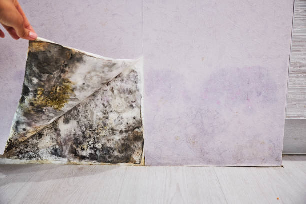 Best Commercial Mold Removal  in Amherst, TX